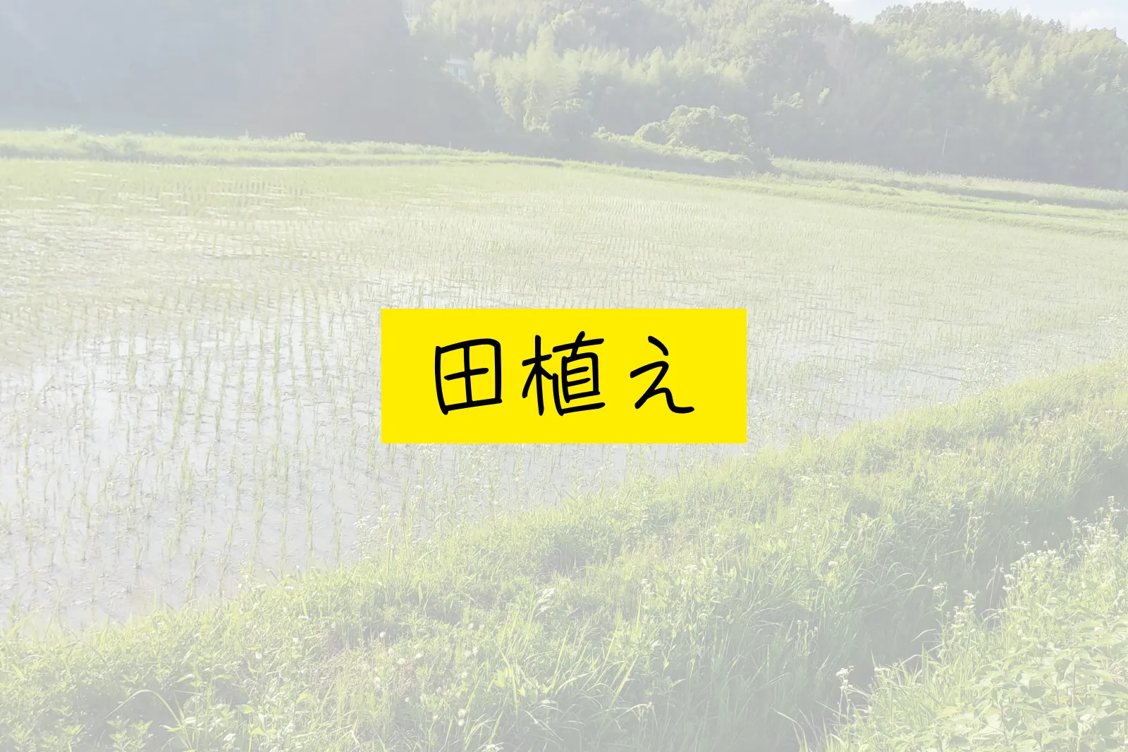 田植え
