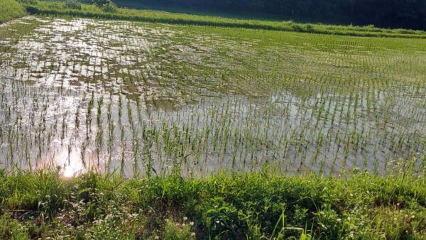 京田辺市で田植えが始まりました｜田んぼが気になる季節です
